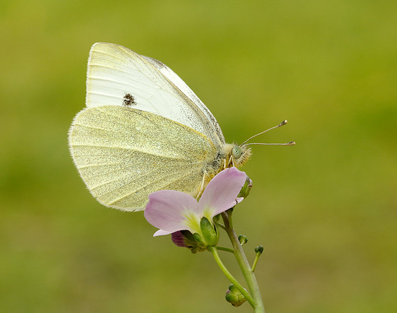 Small White Pieris rapae