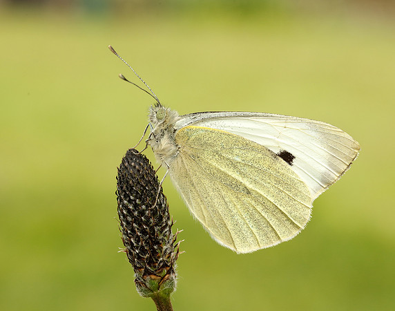 Small White Pieris rapae