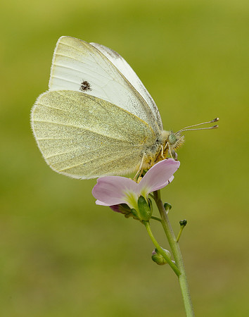 Small White Pieris rapae