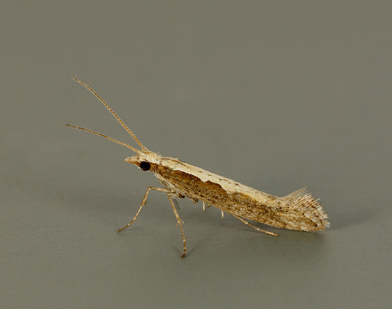18.001 BF464 Diamond-back Moth Plutella xylostella