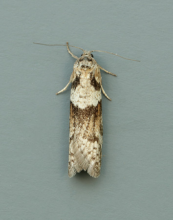 49.044 BF1025 Tortricodes alternella