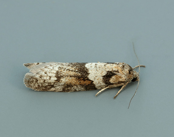 49.044 BF1025 Tortricodes alternella