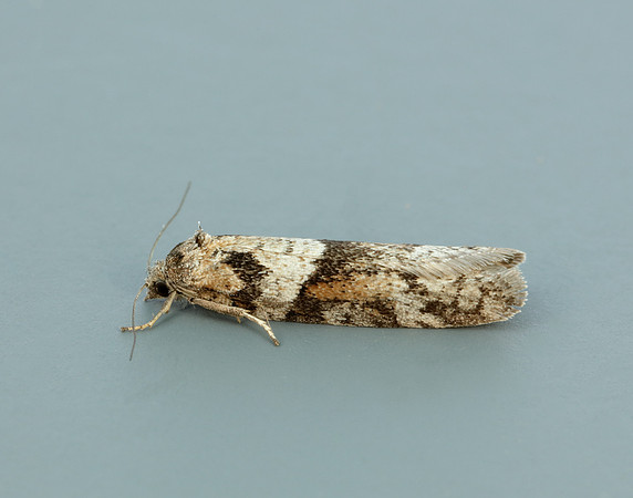 49.044 BF1025 Tortricodes alternella