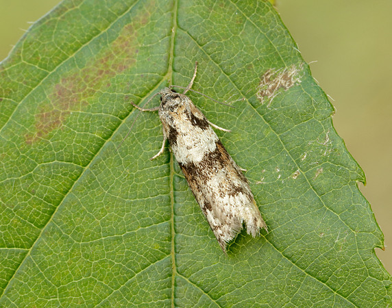 49.044 BF1025 Tortricodes alternella