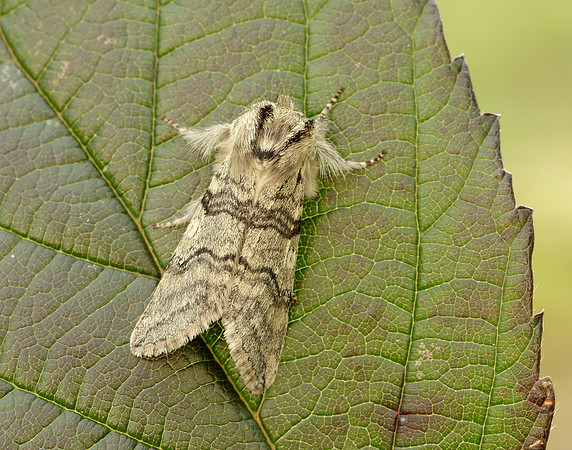65.016 BF1659 Yellow Horned Achlya flavicornis