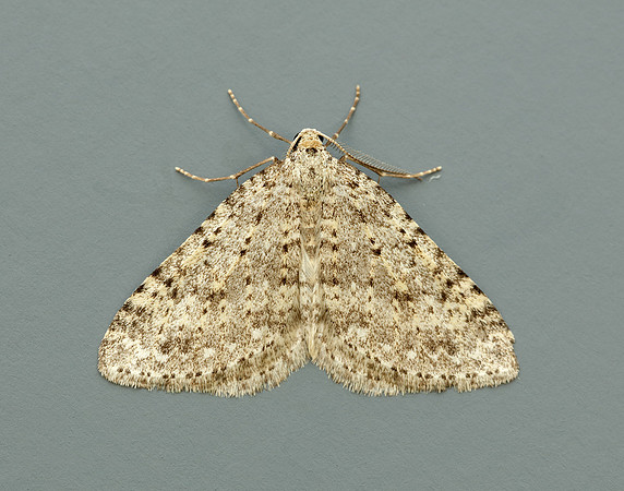 70.101 BF1775 Mottled Grey Colostygia multistrigaria