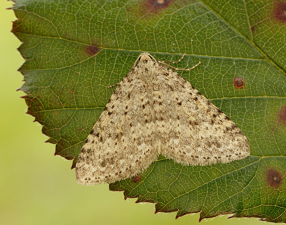 70.101 BF1775 Mottled Grey Colostygia multistrigaria