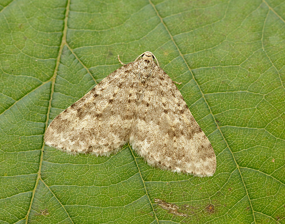 70.101 BF1775 Mottled Grey Colostygia multistrigaria