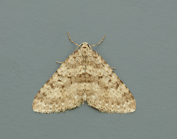 70.101 BF1775 Mottled Grey Colostygia multistrigaria