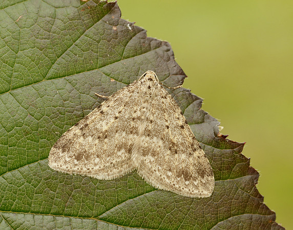 70.101 BF1775 Mottled Grey Colostygia multistrigaria