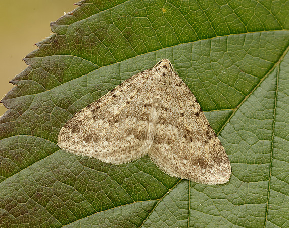 70.101 BF1775 Mottled Grey Colostygia multistrigaria