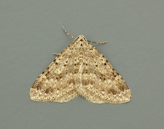 70.101 BF1775 Mottled Grey Colostygia multistrigaria