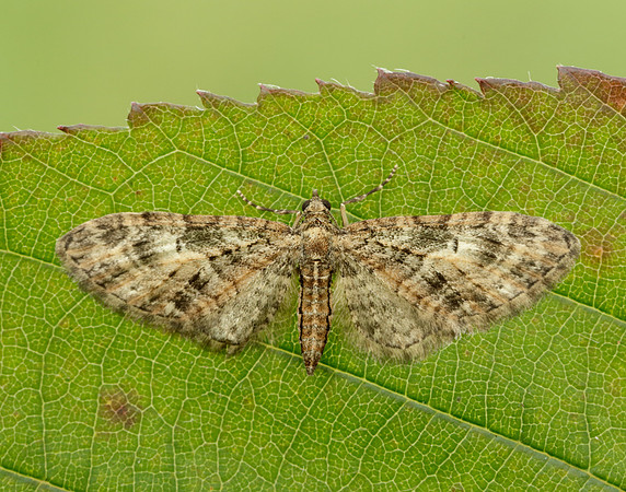 70.156 BF1852 Brindled Pug Eupithecia abbreviata