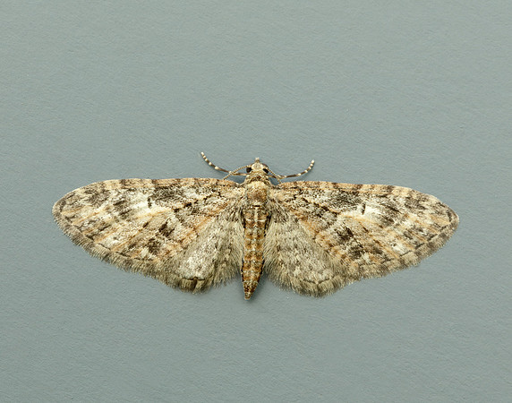 70.156 BF1852 Brindled Pug Eupithecia abbreviata