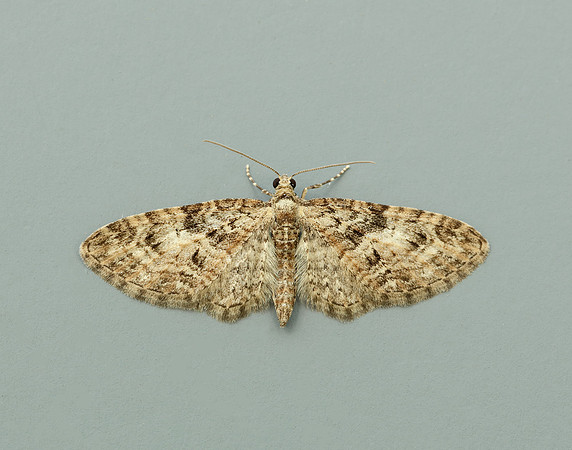70.156 BF1852 Brindled Pug Eupithecia abbreviata