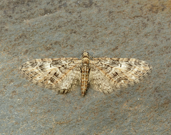 70.156 BF1852 Brindled Pug Eupithecia abbreviata