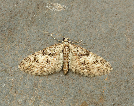 70.156 BF1852 Brindled Pug Eupithecia abbreviata