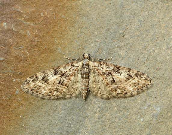 70.156 BF1852 Brindled Pug Eupithecia abbreviata