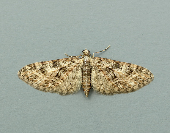 70.156 BF1852 Brindled Pug Eupithecia abbreviata