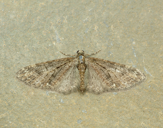 70.156 BF1852 Brindled Pug Eupithecia abbreviata