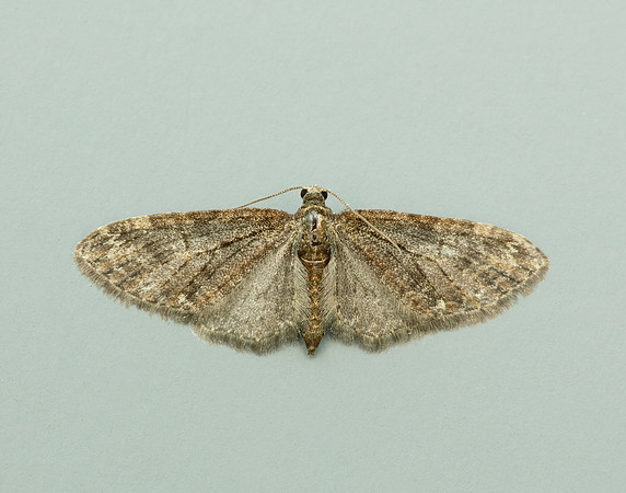 70.156 BF1852 Brindled Pug Eupithecia abbreviata
