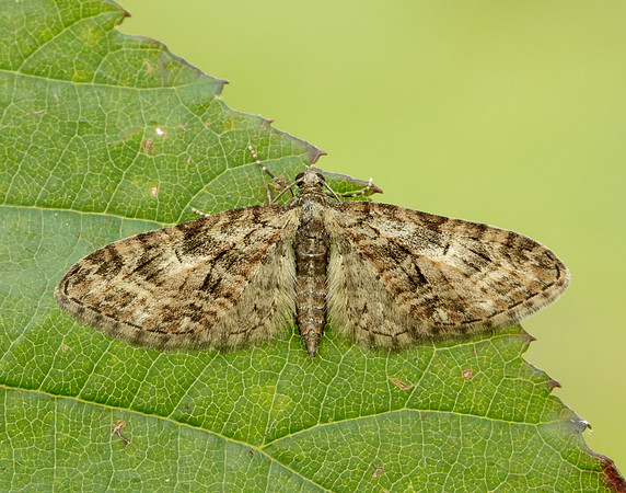 70.156 BF1852 Brindled Pug Eupithecia abbreviata
