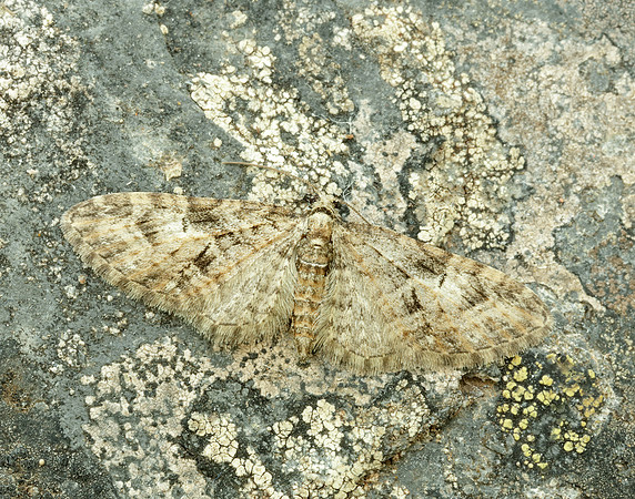 70.156 BF1852 Brindled Pug Eupithecia abbreviata
