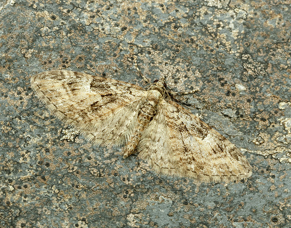 70.156 BF1852 Brindled Pug Eupithecia abbreviata