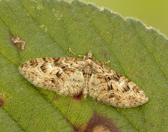 70.156 BF1852 Brindled Pug Eupithecia abbreviata