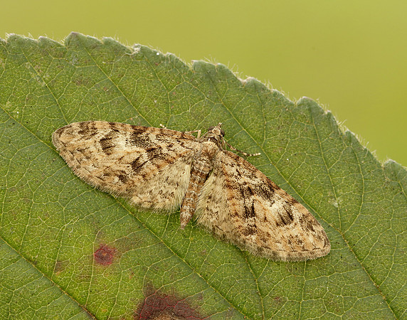 70.156 BF1852 Brindled Pug Eupithecia abbreviata