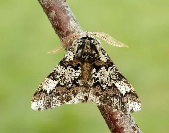 70.251 BF1930 Oak Beauty Biston strataria