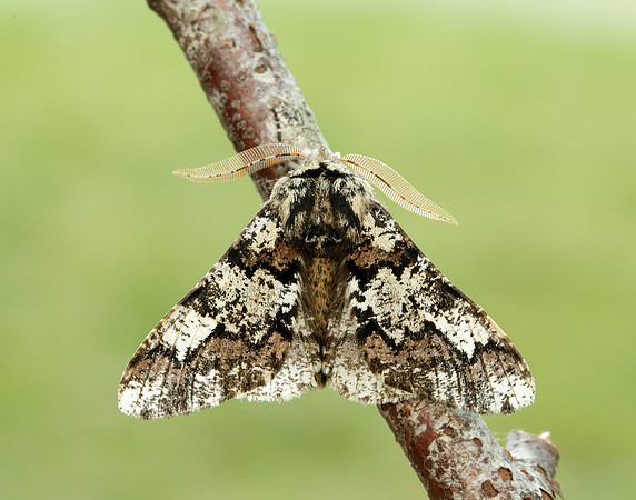 70.251 BF1930 Oak Beauty Biston strataria