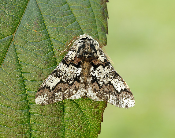 70.251 BF1930 Oak Beauty Biston strataria