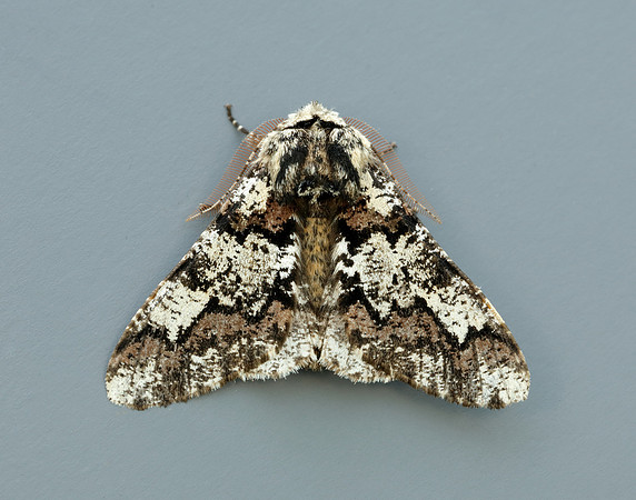 70.251 BF1930 Oak Beauty Biston strataria