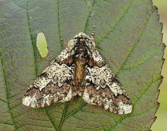 70.251 BF1930 Oak Beauty Biston strataria