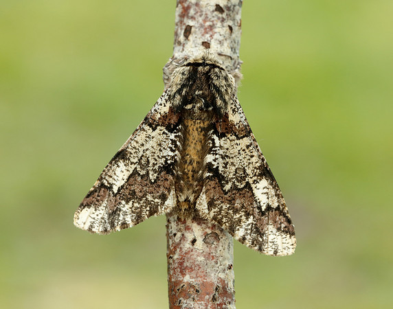 70.251 BF1930 Oak Beauty Biston strataria