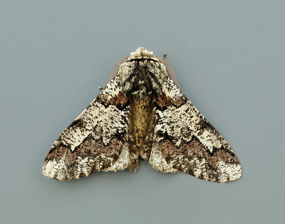 70.251 BF1930 Oak Beauty Biston strataria