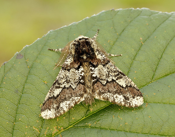 70.251 BF1930 Oak Beauty Biston strataria