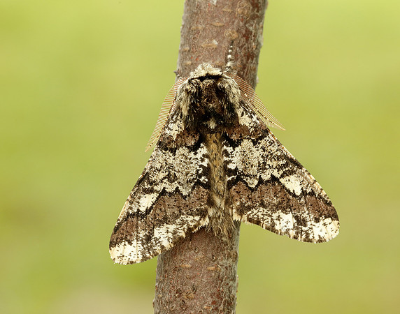 70.251 BF1930 Oak Beauty Biston strataria