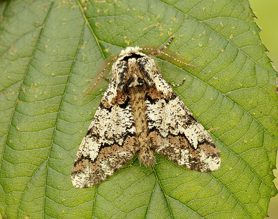 70.251 BF1930 Oak Beauty Biston strataria