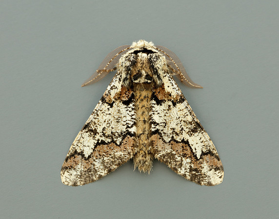 70.251 BF1930 Oak Beauty Biston strataria