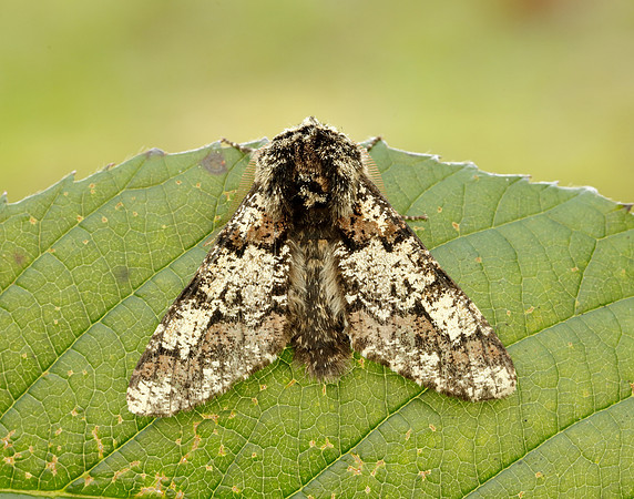 70.251 BF1930 Oak Beauty Biston strataria