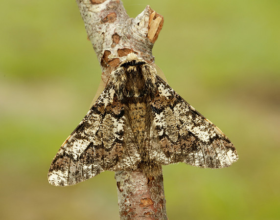 70.251 BF1930 Oak Beauty Biston strataria
