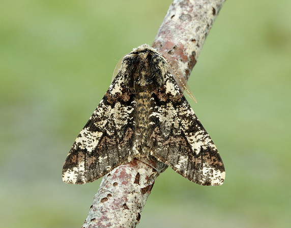 70.251 BF1930 Oak Beauty Biston strataria