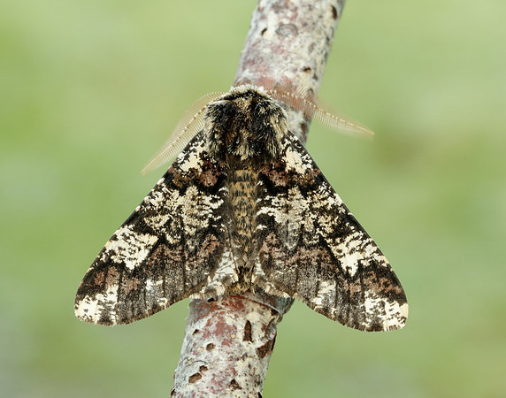70.251 BF1930 Oak Beauty Biston strataria