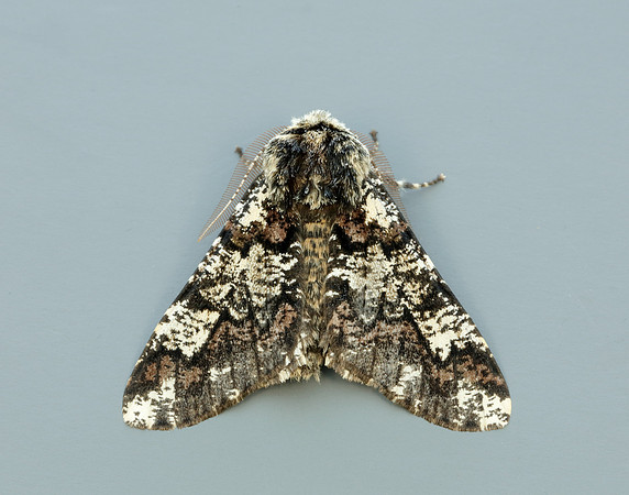 70.251 BF1930 Oak Beauty Biston strataria