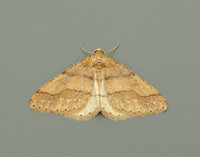 70.255 BF1934 Dotted Border Agriopis marginaria