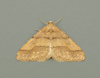 70.255 BF1934 Dotted Border Agriopis marginaria