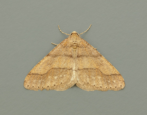 70.255 BF1934 Dotted Border Agriopis marginaria