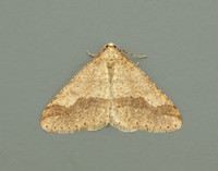 70.255 BF1934 Dotted Border Agriopis marginaria